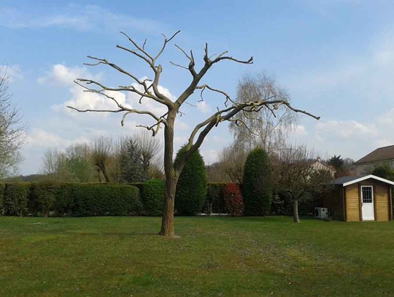 Elagage d'arbre Vert & Pluie