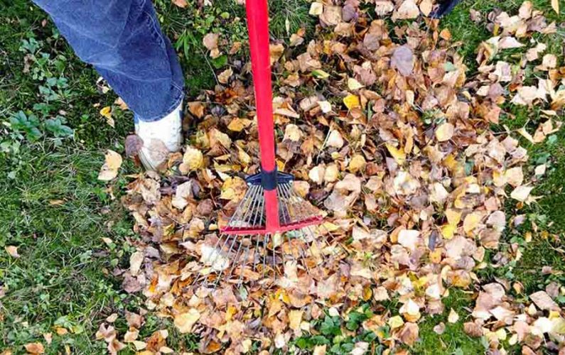 Feuilles mortes Vert & Pluie