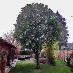 Taille d'arbres Vert et Pluie